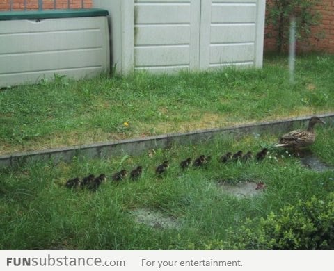Mother Duck and Ducklings