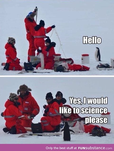 Eager penguin
