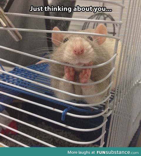 And people say rats can't be cute