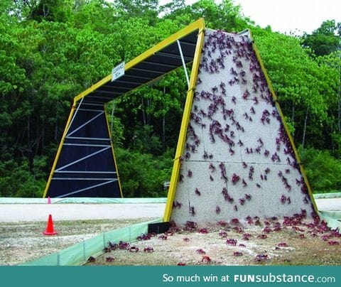 Bridge made for local crab population
