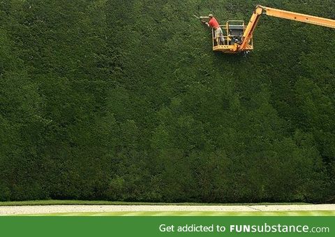 This hedge was planted nearly 300 years ago and is 50ft tall