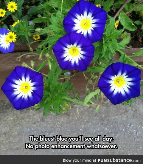 The bluest Morning Glories