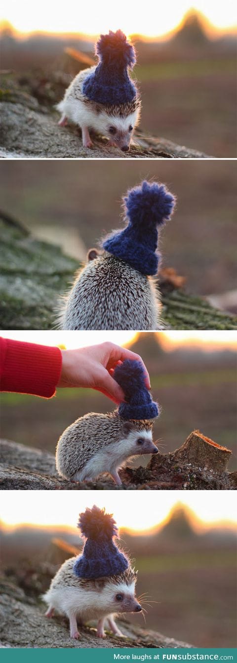 Pendleton the Hedgehog