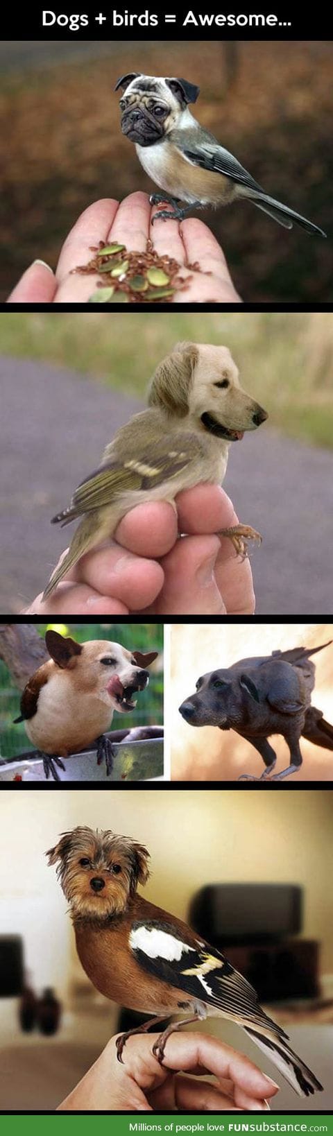 If you mix dogs and birds