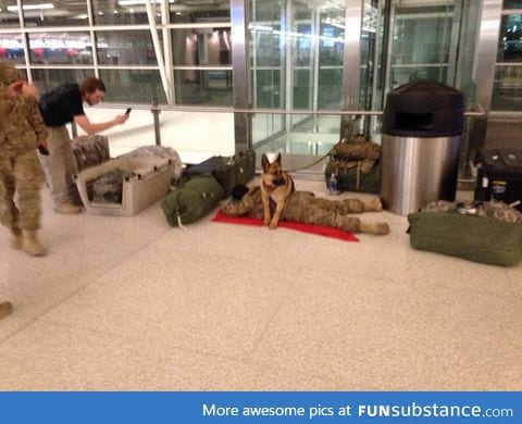 Military dog "protecting" soldier. Pretty sweet pic