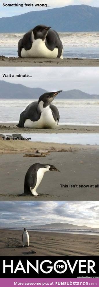 The hangover, penguin edition