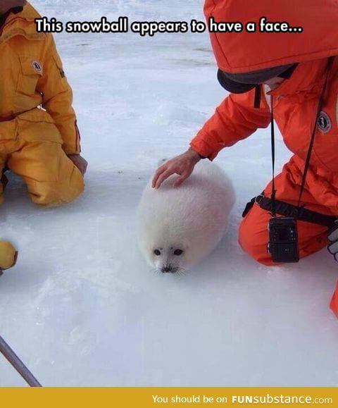 Snowball with a face