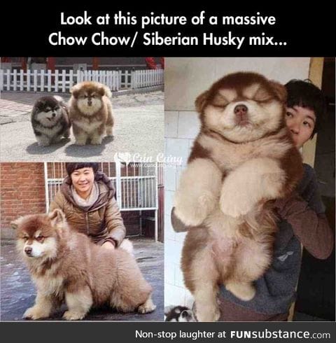 The husky chow