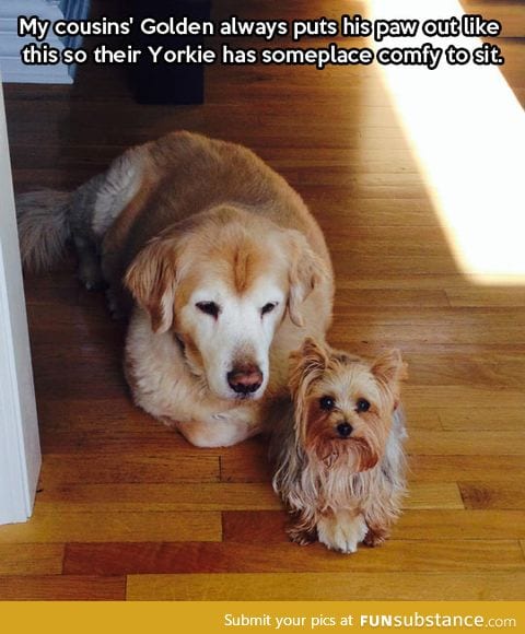 Golden retriever follows the golden rule