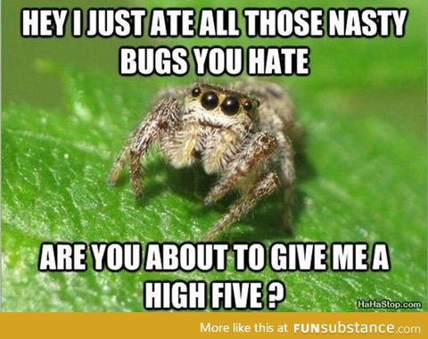 Misunderstood spider