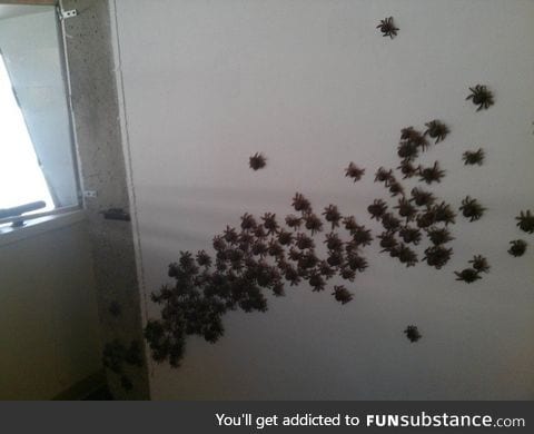 Spider army