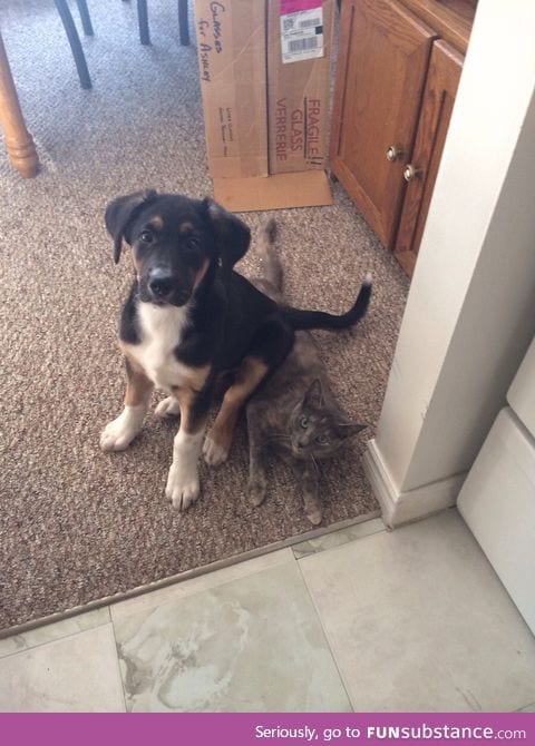 My friend's puppy was getting too rowdy with the cat, so she told him to "sit"