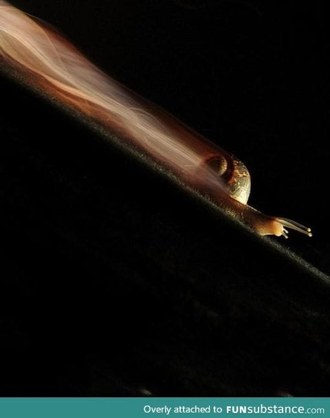 Long exposure of a snail