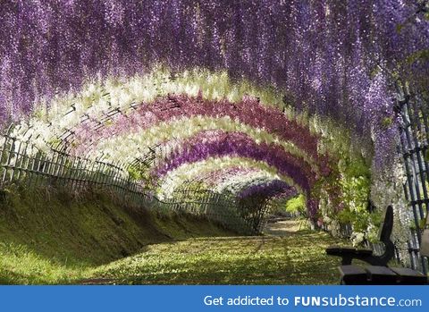 Kawachi Fuji Gardens. Kitakyushu, Japan