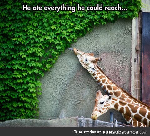 Is all the giraffe could reach