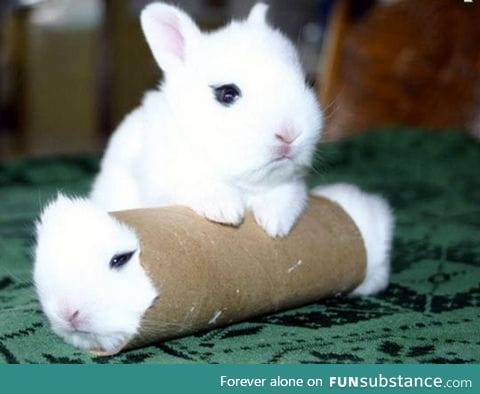 Real bunny roll