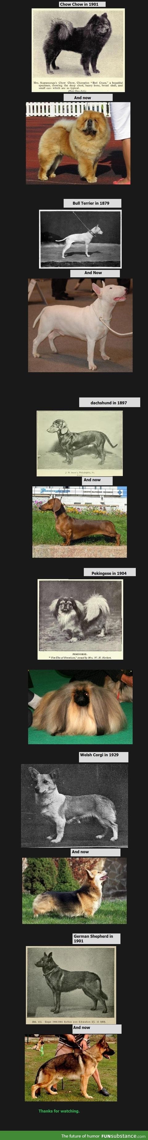 Dogs then and now