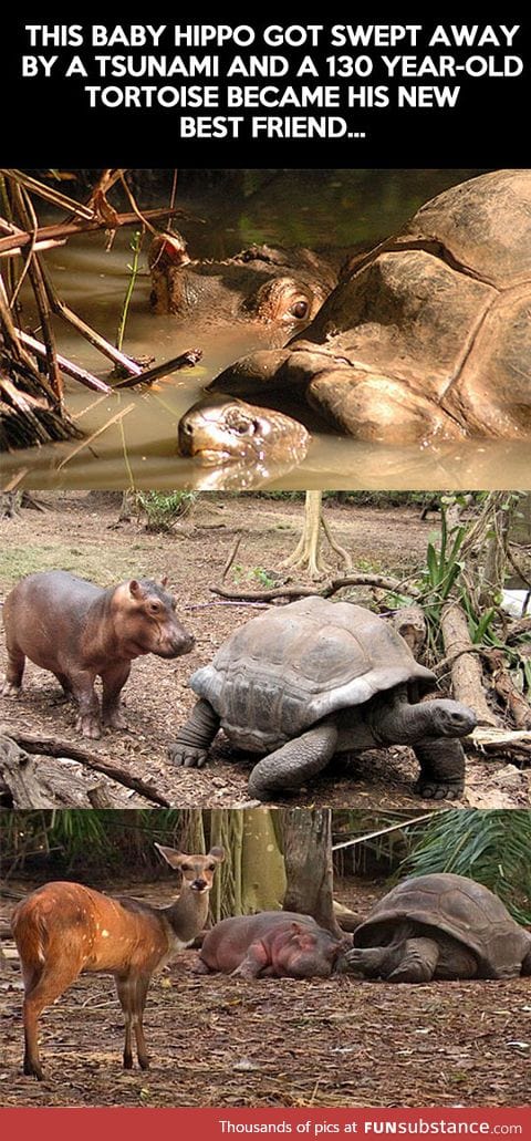 Baby hippo and old tortoise become best friends