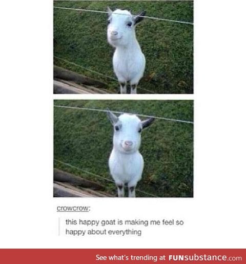 Just a happy goat