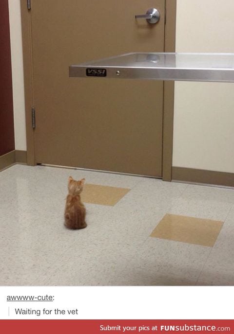 Waiting for the vet