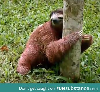 if ever ur having a bad day remember this is how sloths poop