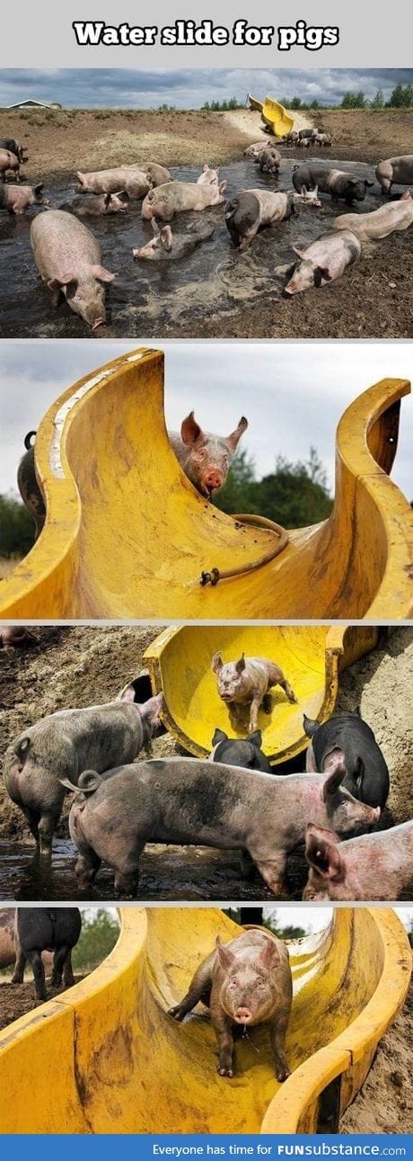 Slide for pigs