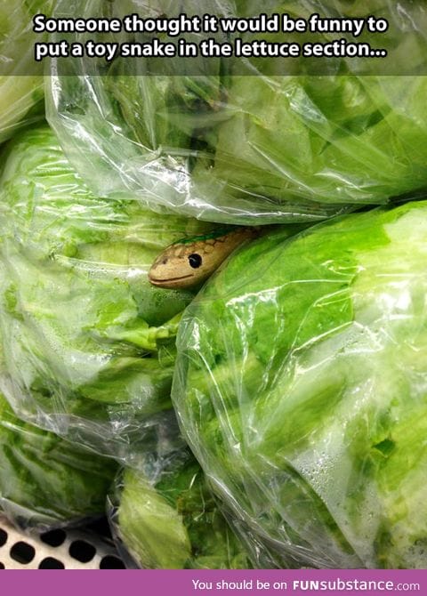 Snake in the lettuce