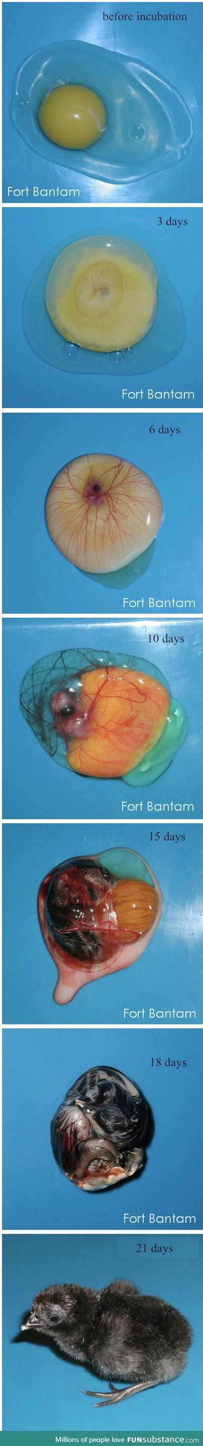 Development of a chick