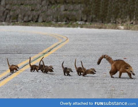 Cute coati family