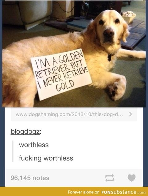 Useless dog
