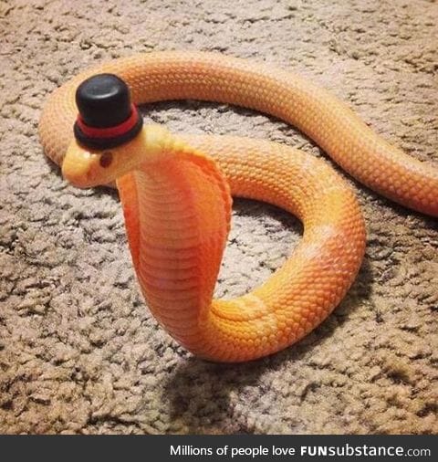 A lovely "sir" snake