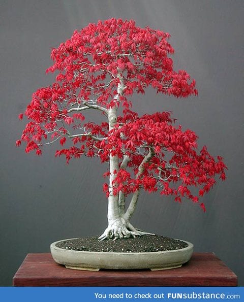 Japanese Maple bonsai