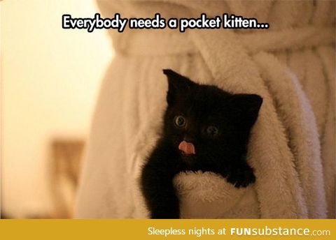 The new and improved pocket kitty