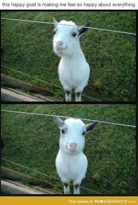 Happy goat