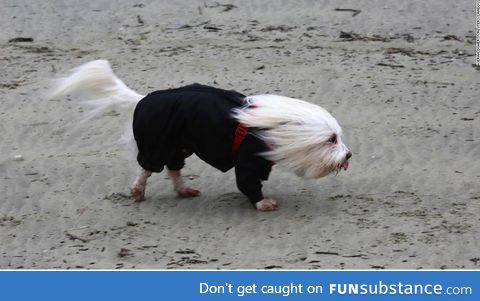 A dog in the wind