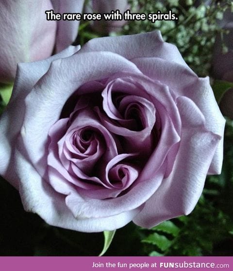 A very unique rose with three spirals