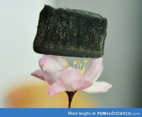 World's lightest solid: Aerographite (was not photoshopped)