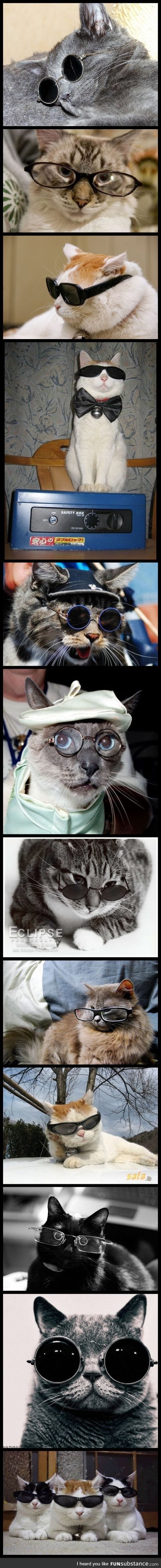 Cats wearing glasses.