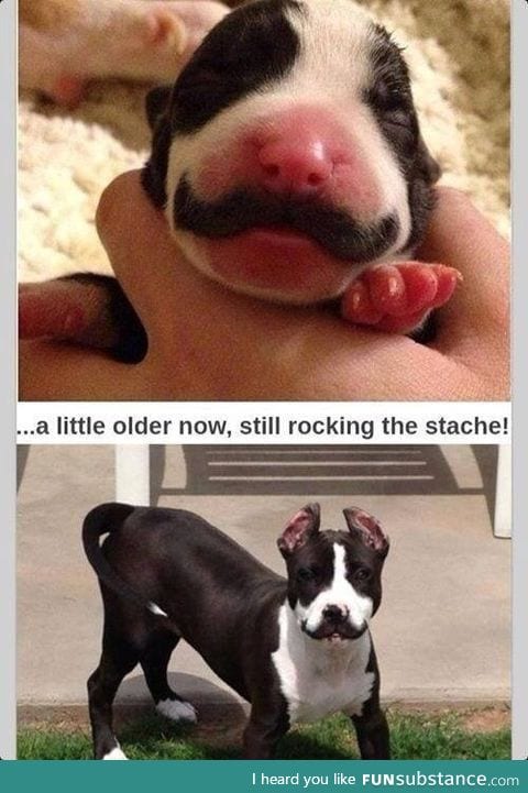 Moustache dog