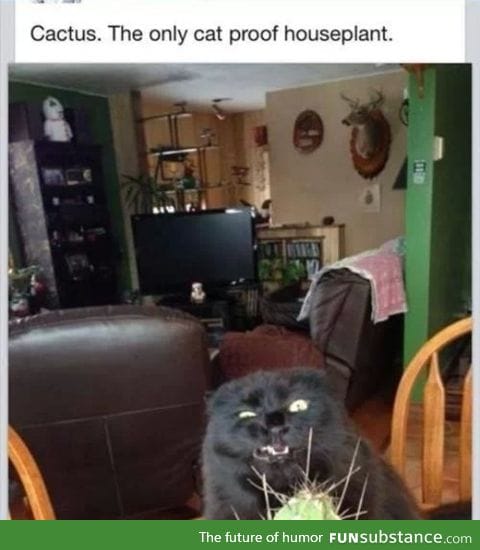 Cat proof plant