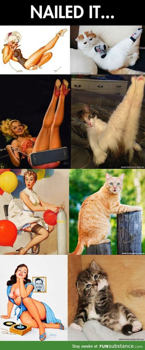 Cats that look like pin-up girls
