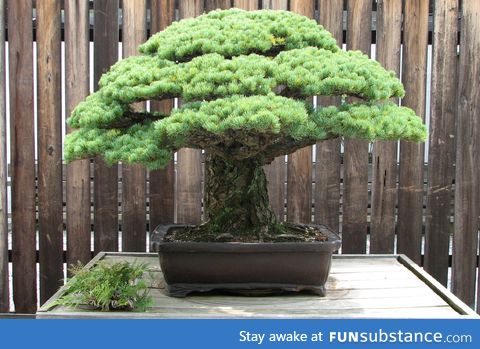 400 year old White Pine bonsai that survived the Hiroshima bombing