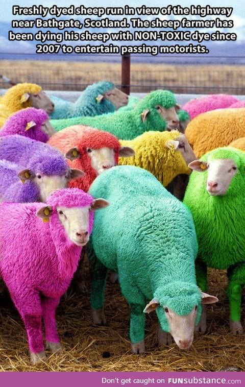 Colorful sheep