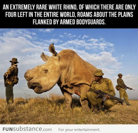 Extremely Rare White Rhino