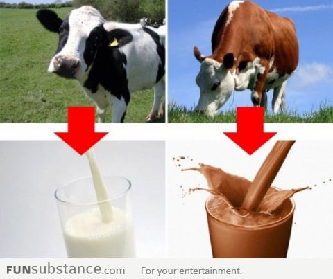 Where I thought chocolate milk came from as a child