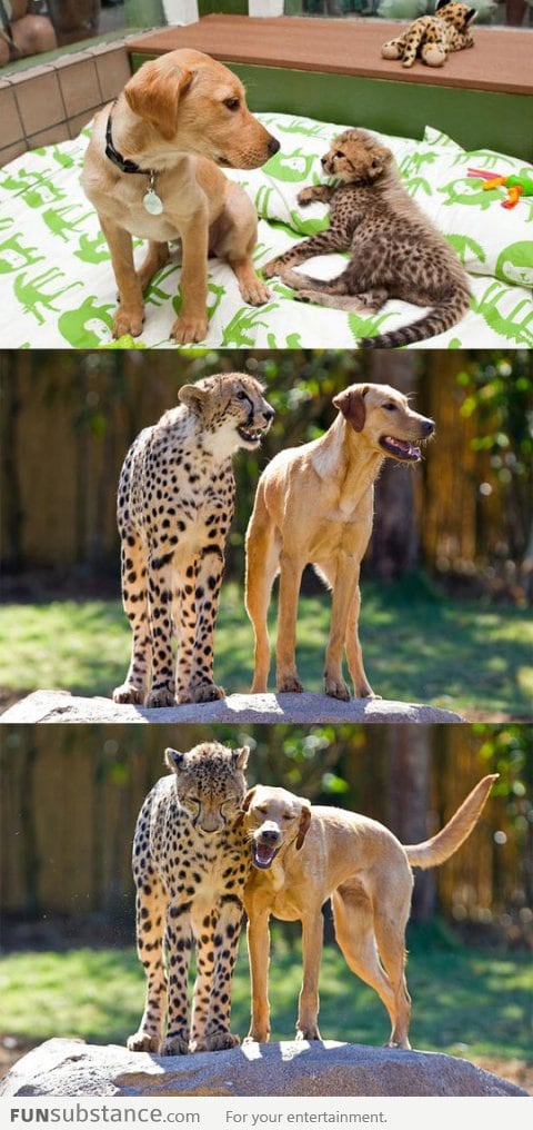 Cheetah and Dog Growing up together