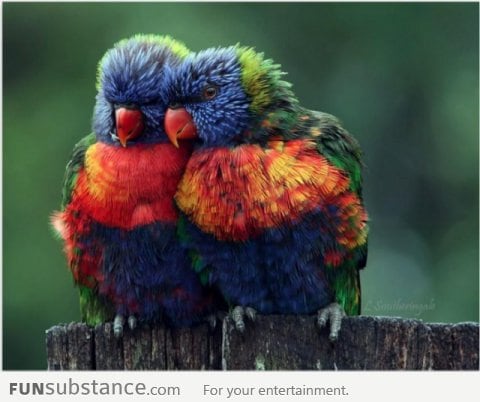 Rainbow parrots