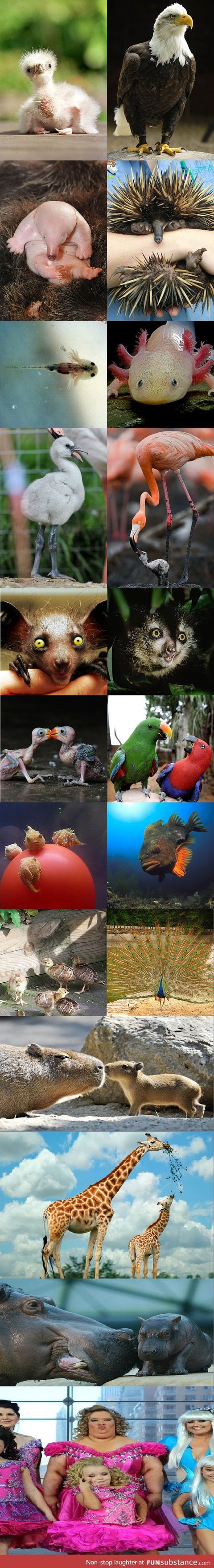 Animals from baby to adult