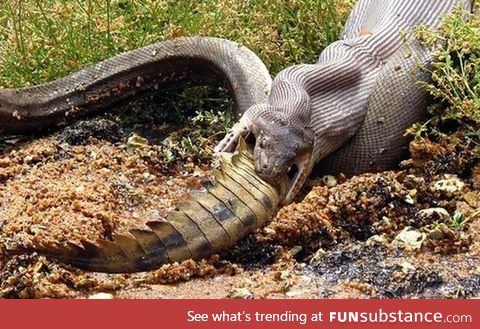 A snake eating a crocodile. Aussie Aussie Aussie!