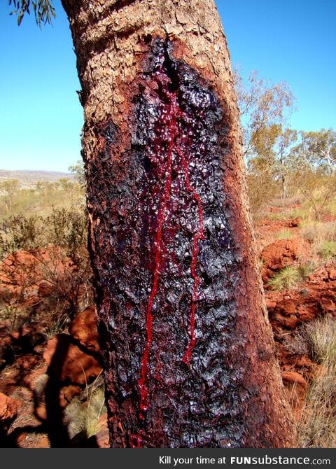 I present to you the Australian bloodwood